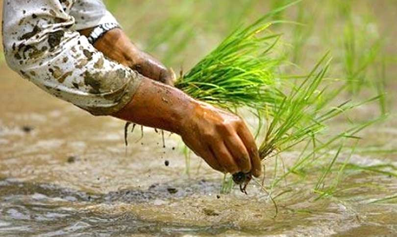 देशभर ७८.८४ प्रतिशत भूभागमा धान रोपाइँ