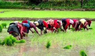 दाङमा अझै १५ प्रतिशत धान रोपाइँ बाँकी