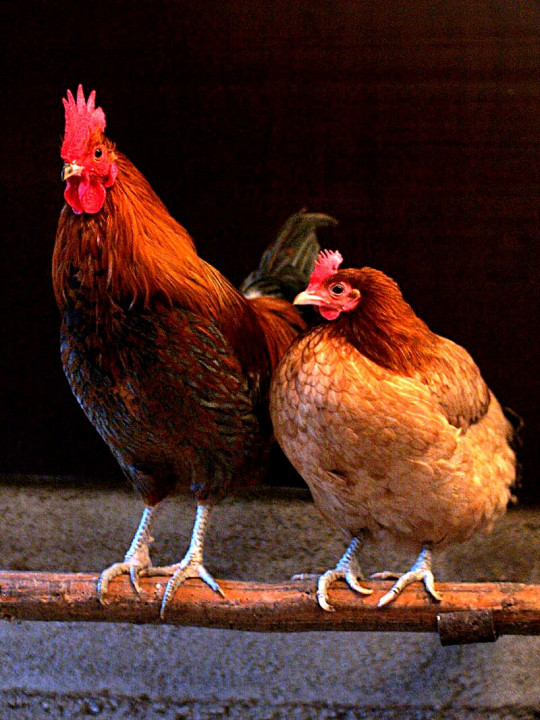chicken.jpg