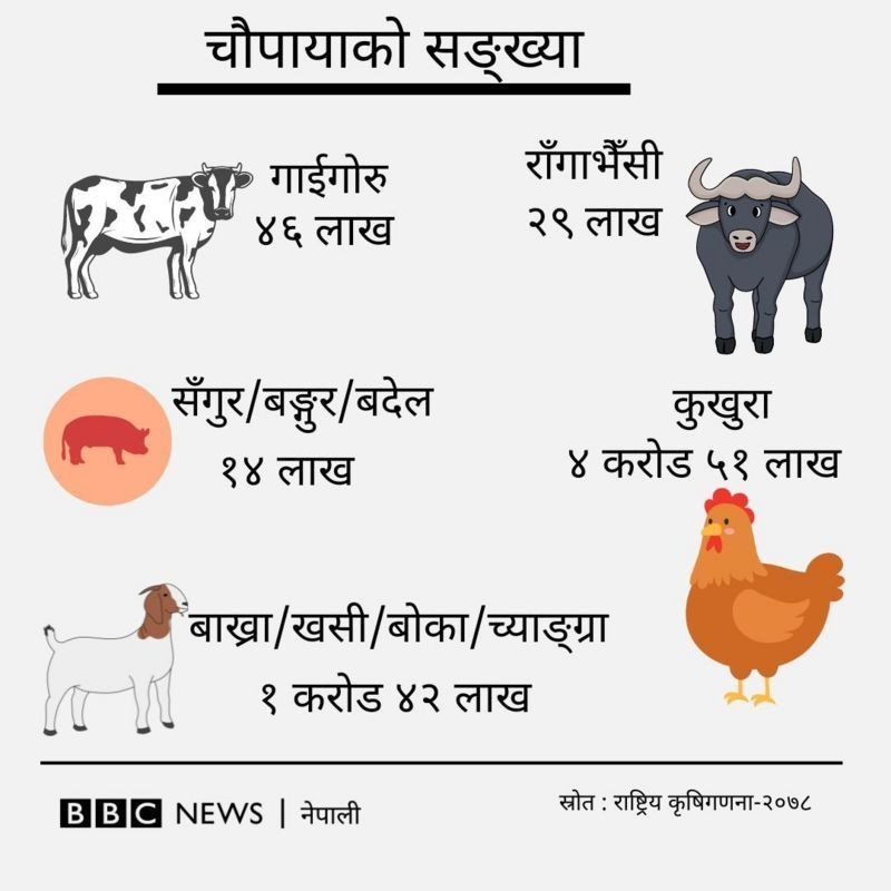 chaupaya.jpg