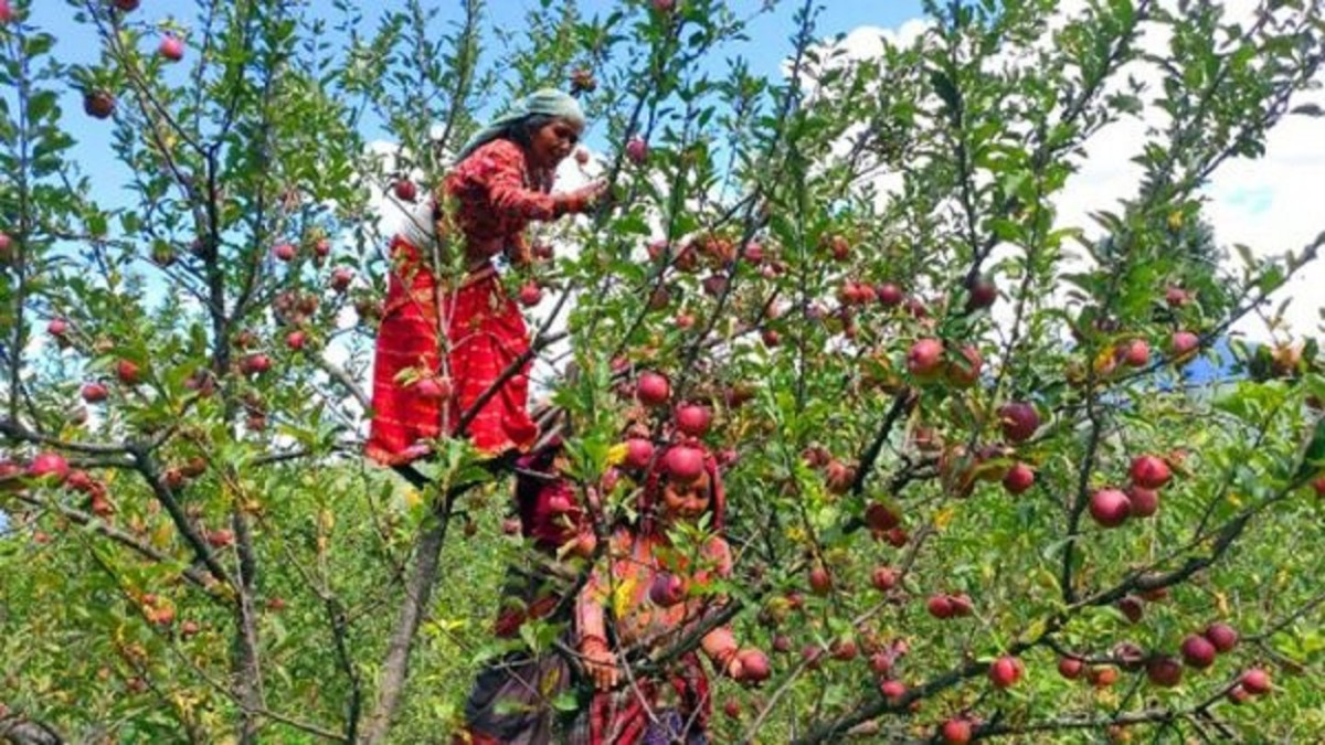 जुम्लाबाट यस वर्ष ५५ करोड रुपियाँ बराबरको कारोबार