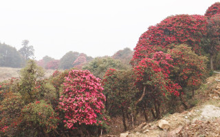 तीनजुरे क्षेत्रमा गुराँस फुल्न थाल्यो (फोटो फिचर)