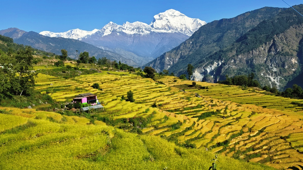 खुलेको हिमाल र पहेँलपुर धानखेतले बढायो सौन्दर्य